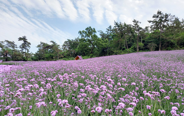 반월박지도 이미지